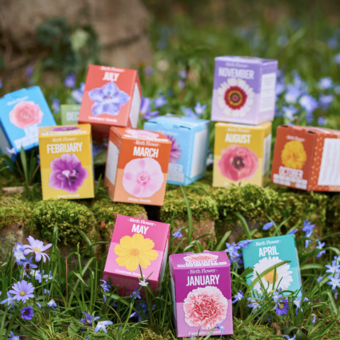 boxed flower seeds