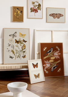 Lepidoptera and Birds Wall Prints