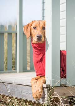 red dog drying coat