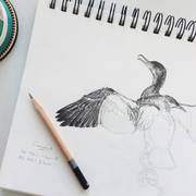 Cormorant drawing