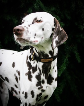 Dalmatian dog in dog collar