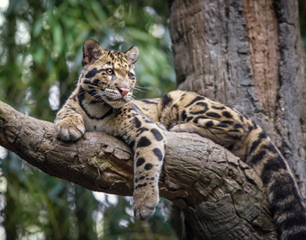 The Majestic Clouded Leopard. 