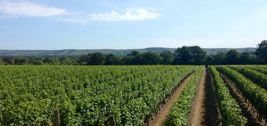 Ridgeview Chardonnay Vineyards