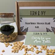 A box, labelled, marimo moss ball kit, with a glass jar containing natural coloured gravel, water and a moss ball. There is a care card pictured.