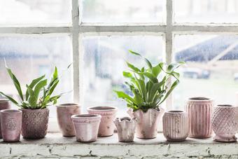 pink or green plant pots