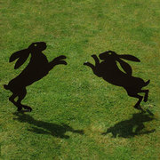 Two hares boxing in morning sun