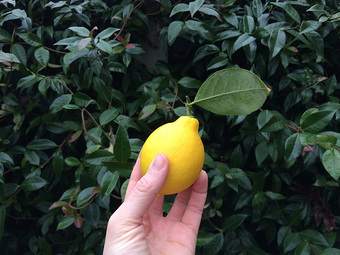 Proud homegrown lemon moment.