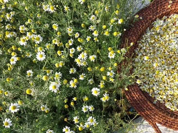 Home Grown Camomile in Kent
