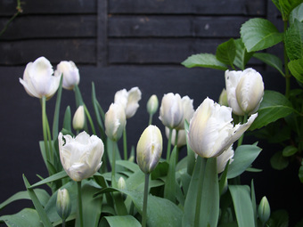 Snow Parrot tulips this year.
