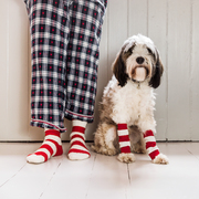 Dog & Owner Matching Candy Cane Socks