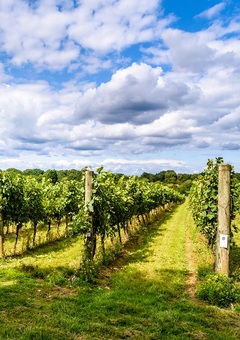 Ridgeview Sussex Vineyard