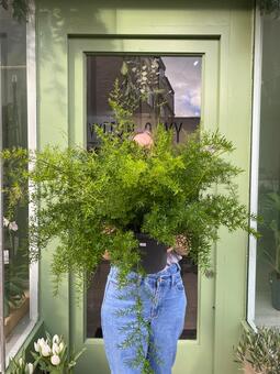 A large fern pictured being held by a woman in a doorway