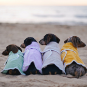 Four mini dachshunds in drying coats on the beach