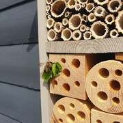 Leafcutter Bees using the Bee Hotel
