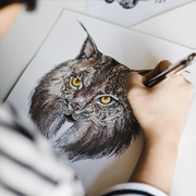 Stephanie Le Cocq drawing her wildlife illustration of an Iberian Lynx