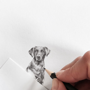 Labrador drawing