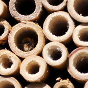 A mason bee taking shelter in a bee tube
