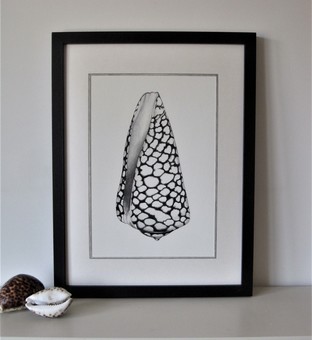 Framed Limited Edition Marble Cone Shell print