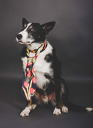 Sheepdog, Border Collie wearing a beautiful silk tie.