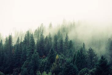 Forest clouded in mist. Image sourced from unsplash 