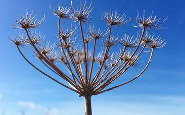 Striking seedhead pictured against a bright blue sky