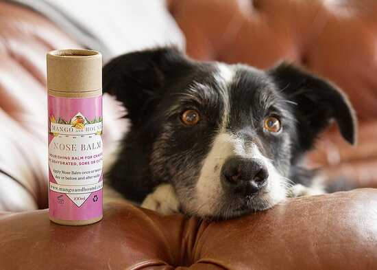 Dog with Nose Balm