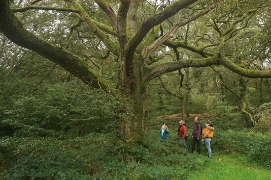 Group of people on a Forest Bathing Course standing under a majestic Oak tree. 