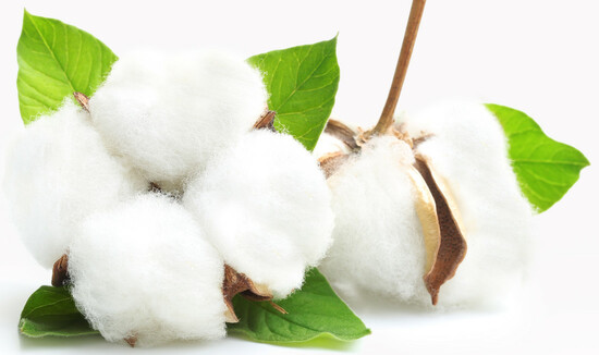 natural cotton boll