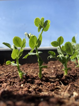 pea seedlings in the sun