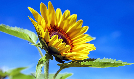 grow your own sunflowers