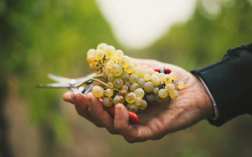 An Organic Vineyard