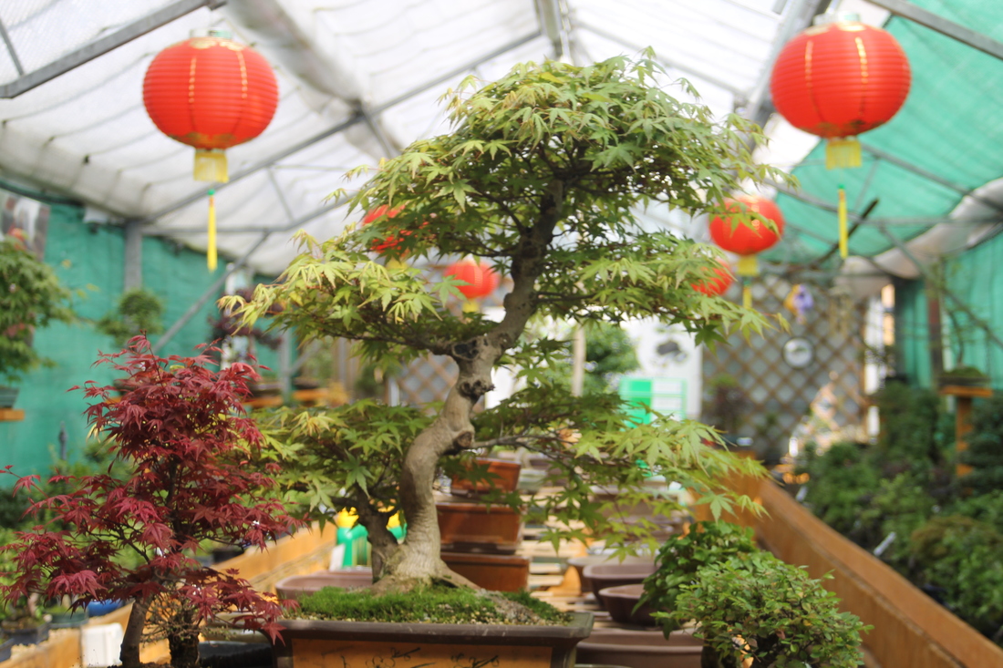 All Things Bonsai Storefront