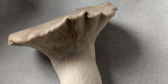 King oyster mushroom close up