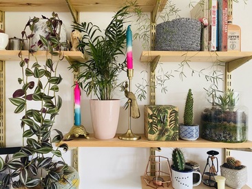 Two magenta and teal candles in gold holders on a set of shelves with plants surrounding them