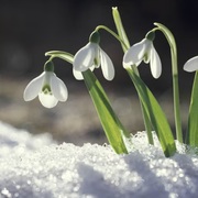 Snowdrop 