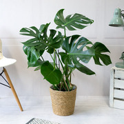 Plant for home or gift for her and him