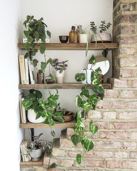 Wooden shelf against white wall with exposed brick chimney. The shelves are adorned with lots of plants and trinkets and mirrors as well as books.