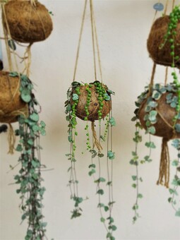 String of pearls and hearts kokodama hanging planter