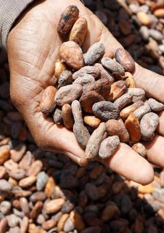 Sustainable cacao beans
