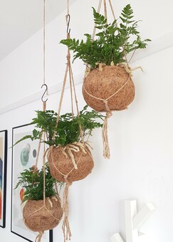 Humata fern plants arrangement 