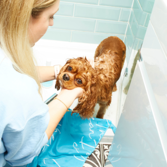 sudsy dog with blue clean dog quick dry towel