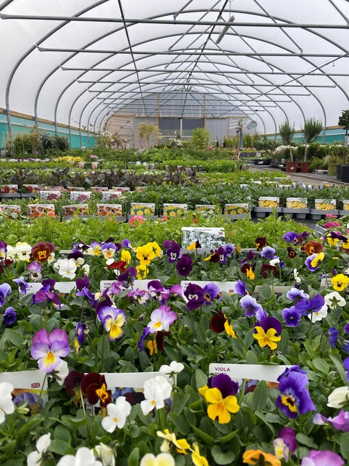 Plants By Post Storefront