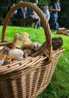 mushroom in basket in front of people on foraging course