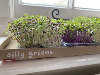 Windowsill fresh green