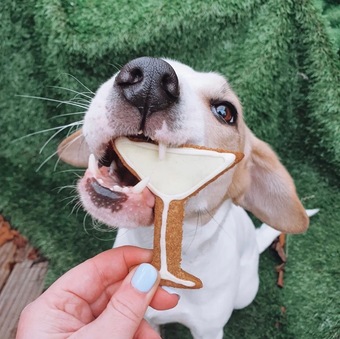 The home of happy dogs
