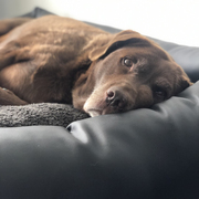 Old Labrador in comfy dog bed
