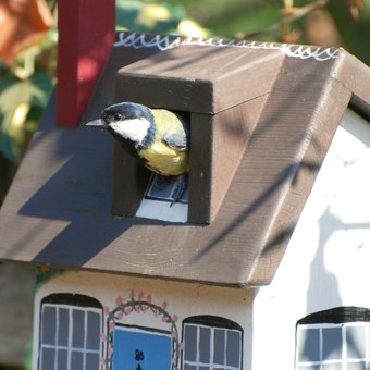 Blue Tit using a Lindleywood Cottage Bird Box