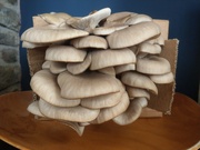 Grey oyster grow mushroom grow kit