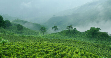 Our Darjeeling farmer's tea garden