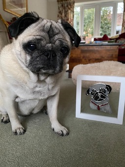 Glass Moments - pug with their stained glass portrait